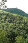Naturwaldreservat „Kühberg“ im südlichen Frankenwald bei Stadtsteinach. Juni 2009