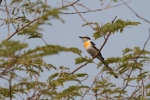 Myanmarmennigvogel (Pericrocotus albifrons)