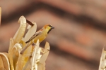 Gelbbauchsperling (Passer flaveolus), männl.