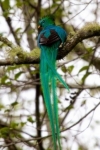 Quetzal (Pharomachrus mocinno costaricensis), männl.