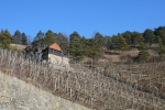 Kleinstrukturierte Weinbau-Hänge in Nachbarschaft zur Benediktushöhe - Ziel unserer Nachmittagsexkursion. Foto: R. Pfeifer