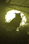Uhu (Bubo bubo), männl., adult im Mond, Aufnahme vom Februar 2019 von Claudia Neumann