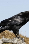 Kolkrabe (Corvus corax), ad., männl., rufend. H.-J. Fünfstück