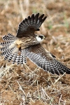 Rotfußfalke (Falco vespertinus) Jugendkleid; Schernau