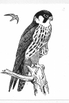 Baumfalke (Falco subbuteo), Malerei Franz Murr