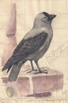 Dohle (Corvus monedula), Aquarell Franz Murr