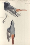 Hausrotschwanz (Phoenicurus ochruros), Aquarell Franz Murr