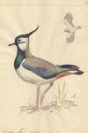 Kiebitz (Vanellus vanellus), Aquarell Franz Murr