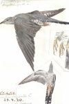 Kuckuck (Cuculus canorus) umfärbend, Malerei Franz Murr