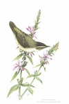 Schilfrohrsänger (Acrocephalus schoenobaenus), Aquarell Franz Murr