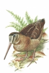 Waldschnepfe (Scolopax rusticola), Aquarell Franz Murr