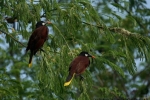 Montezumastirnvogel (Psarocolius montezuma)