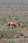 Onager (Equus onager), Khar-Turan Nationalpark, Foto: Margarete Siering