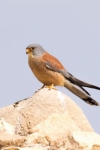 Rötelfalke (Falco naumanni), Foto: Mark Piazzi