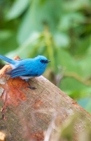 Blauhaubenschnäpper (Elminia longicauda teresita)