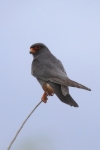 Rotfußfalke (Falco vespertinus), männl. Foto: Mark Piazzi
