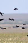 Saatkrähen (Corvus frugilegus) und Dohlen (Corvus monedula), Foto: Mark Piazzi