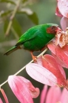 Papageitangare (Chlorornis riefferii), Foto: Mark Piazzi