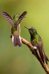 Fahlschwanzkolibri (Boissonneaua f. flavescens), Foto: Mark Piazzi