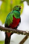 Quetzal-Pharomachrus-auriceps-männl.-Foto-Mark-Piazzi