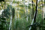 Undurchdringlicher Auwald am Yuyapichis mit Ameisenbaum (Cecropia peltata) und Riesenschilf