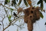 Brutkolonie von Gelbbürzelkassiken (Cacicus cela), wie meist dicht neben einem Nest angriffslustiger Wespen angelegt