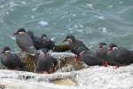 Inkaseeschwalben (Larosterna inca) Hafenmole von Callao/Perú