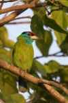 Blauwangen-Bartvogel (Psilopogon a. asiaticus), Foto: Mark Piazzi