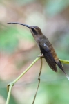 Westlicher Langschwanz-Schattenkolibri (Phaethornis longirostris cephalus)