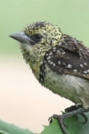 Ohrfleckbartvogel (Trachyphonus darnaudii usambiro)