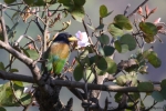 Heulbartvogel (Megalaima virens marshallorum) in Pangot