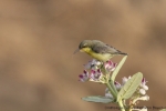 Purpurnektarvogel (Cinnyris a. asiaticus), weibl. an Oscherstrauch (Calotropis procera)