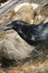 Kolkrabe (Corvus corax) an Fallwild (Reh, Capreolus capreolus), Foto: Thomas Grüner