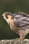 Wanderfalke (Falco peregrinus), Foto: Thomas Grüner